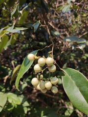 Jasminum lanceolarium