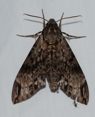 Psilogramma menephron