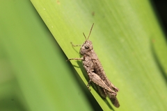 Orphulella punctata