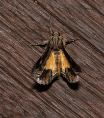 Zalissa catocalina