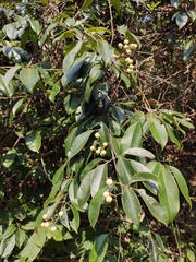 Jasminum lanceolarium