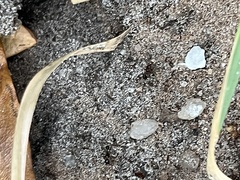 Pheidole obscurithorax