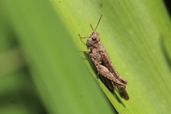 Orphulella punctata