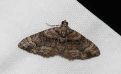 Eucymatoge peplodes