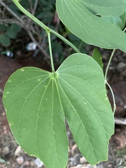 Bauhinia forficata