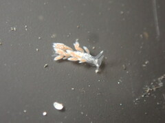 Trinchesia albocrusta