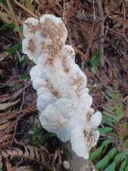 Byssomerulius corium