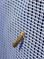 Crassa unitella