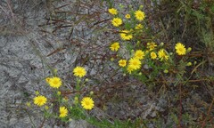 Chrysopsis scabrella