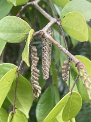 Ropalidia revolutionalis