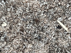 Pheidole obscurithorax