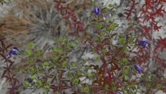 Trichostema suffrutescens