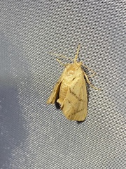 Apoda limacodes