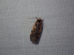 Hoplostega ochroma