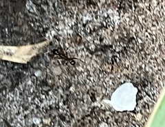 Pheidole obscurithorax