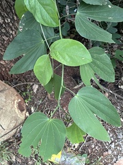 Bauhinia forficata