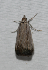 Tathorhynchus fallax