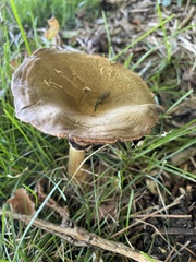 Xerocomellus diffractus