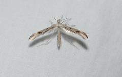 Platyptilia celidotus