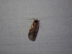 Hoplostega ochroma