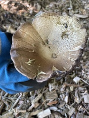 Xerocomellus diffractus