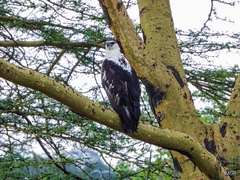 Haliaeetus vocifer