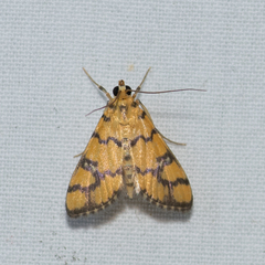 Glycythyma leonina
