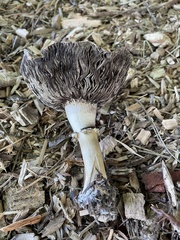 Xerocomellus diffractus