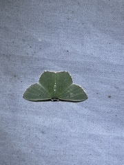 Nemoria lixaria