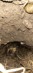 Rhinella arenarum