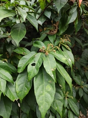 Sloanea sinensis