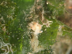 Trinchesia albocrusta