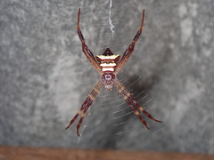 Argiope reinwardti