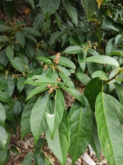 Sloanea sinensis