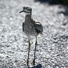Burhinus capensis capensis