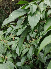 Sloanea sinensis