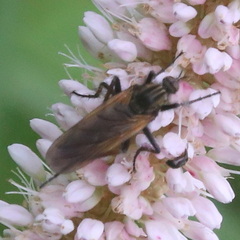 Empis tessellata