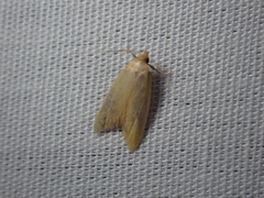 Aeolothapsa
