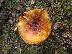 Amanita muscaria