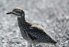 Burhinus capensis capensis