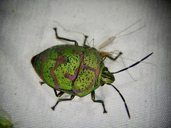 Poecilocoris lewisi