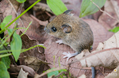Peromyscus gratus
