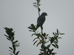 Kaupifalco monogrammicus