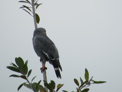 Kaupifalco monogrammicus