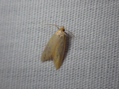 Aeolothapsa