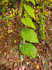 Celtis tenuifolia