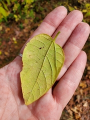 Celtis tenuifolia