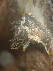 Polycera hedgpethi