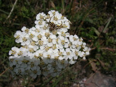 Xysticus cunctator