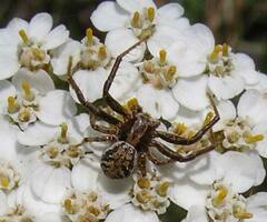 Xysticus cunctator